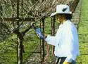 Man using a hand-held pneumatic pruner to prune small trees in an orchard