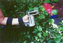 Picture of a left arm with gripless pruner strapped to it pruning flowering shrub