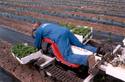 Man using a white Drangen Motorized Lay-Down Work Cart to plant seedlings, which are held on each side of the machine