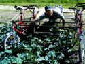 Man using the Double-Bike Veggie Cart to ride over leafy vegetables while maintaining them