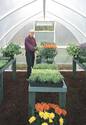 Man displaying plants grown in Grow-House Greenhouse