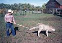 Man using a pole with a hook at the end to grab a calf's hind leg