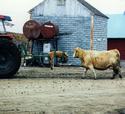 Calf on calf cradle followed by cow