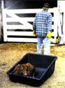 Man in a barn using the Kozy Kalf Sled to move a calf