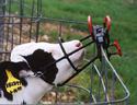 Calf held by portable calf restraint attached to a wire cow panel