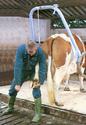 Man using E-Z Hoof-Care Frame to clean a cows hoof