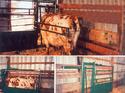 The Hide-Away Chute in folded position and unfolded with a cow restrained