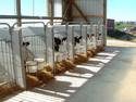 A barn equiped with a row of Comfy Calf Suites