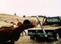 Seen are bale lifter thatâ€™s mounted behind the pickupâ€™s bed, the pipe thatâ€™s attached to both arms of the lifter, and the drum thatâ€™s tilted more than 45Âº to dump the caked feed.