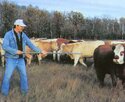 An adult male pointing an extension pole injector at a steer, the needle tip about 3 feet from the animalâ€™s rump. 