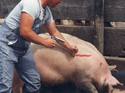 An adult male squeezing the trigger of a gun-like vaccinating tool which has a hose running from the end of the tool to the hogâ€™s neck.