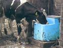 Heifer drinking from this geothermal waterer.