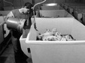 Seen is an adult male dumping a bucket of feed into the penâ€™s gravity-flow feeder plus the pipe leading down from above to the penâ€™s waterer.