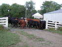 Gap Zapper Electric Cattle Guard