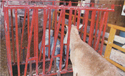 Self-Headlocking Sheep/Goat Feeder