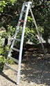 Tripod Orchard Ladders