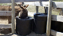 Thermosink Energy-Free Livestock Waterer