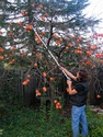 Telescoping Cut-and-Hold Pruner