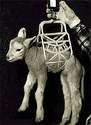 Lamb/Kid Carrying Cradle