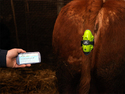 MooCall Calving-Alert Sensor