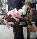 Homemade Piglet Processing Cradle