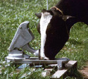 Pasture Nose-Pump Waterer