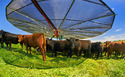 Shade Haven Mobile Livestock Shade