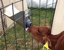 Calf Bottle-Feeding System