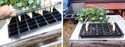 Homemade Dimple Board for Tray-Planted Seedlings