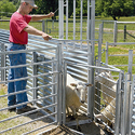 Sheep/Goat Sort Gate