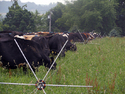 Row of five 6-spoked wheels with an electric wire running through the middle of them stretched out in a green pasture with a herd of cows grazing next to it