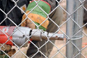 Powered hand drill with fence tying tool that looks like a small round hollow barrel in chuck twisting wire to fasten chain link fence to metal fence post.