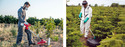 Left pic of Man in face mask & coveralls with red & white dome sprayer that looks like a long handle with large plastic lid attached to the end of it. Rt pic of man in coveralls & green gloves using dome sprayer under trees on Christmas tree farm