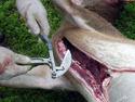 2 plastic-gloved hands holding Game Carcass-Splitting Tool above a dead deer lying on its side with its chest split open