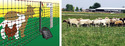 Left pic drawing of netting fence with goat sheep & chicken behind it and electrical supply connected to the netting. Rt is photo of sheep inside netted fence.