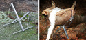 Left pic of silver metal game-carcass processing cradle. Rt pic of back end of white-tailed deer held up in cradle.