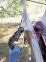 Gloved right hand using pistol-looking hide puller to strip skin off of a deer.