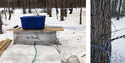 Left pic of a metal watering trough in the snow with a garden hose connected to the bottom of it & a board on top of it and a plastic tub on the board. Rt pic of tree with sap collection hoses on it.