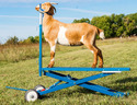 A goat with its head secured standing on a blue Lift Stand for Smaller Livestock out in a field