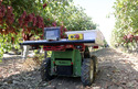 Burro Robotic Cart in vineyard row with bins on top of it.