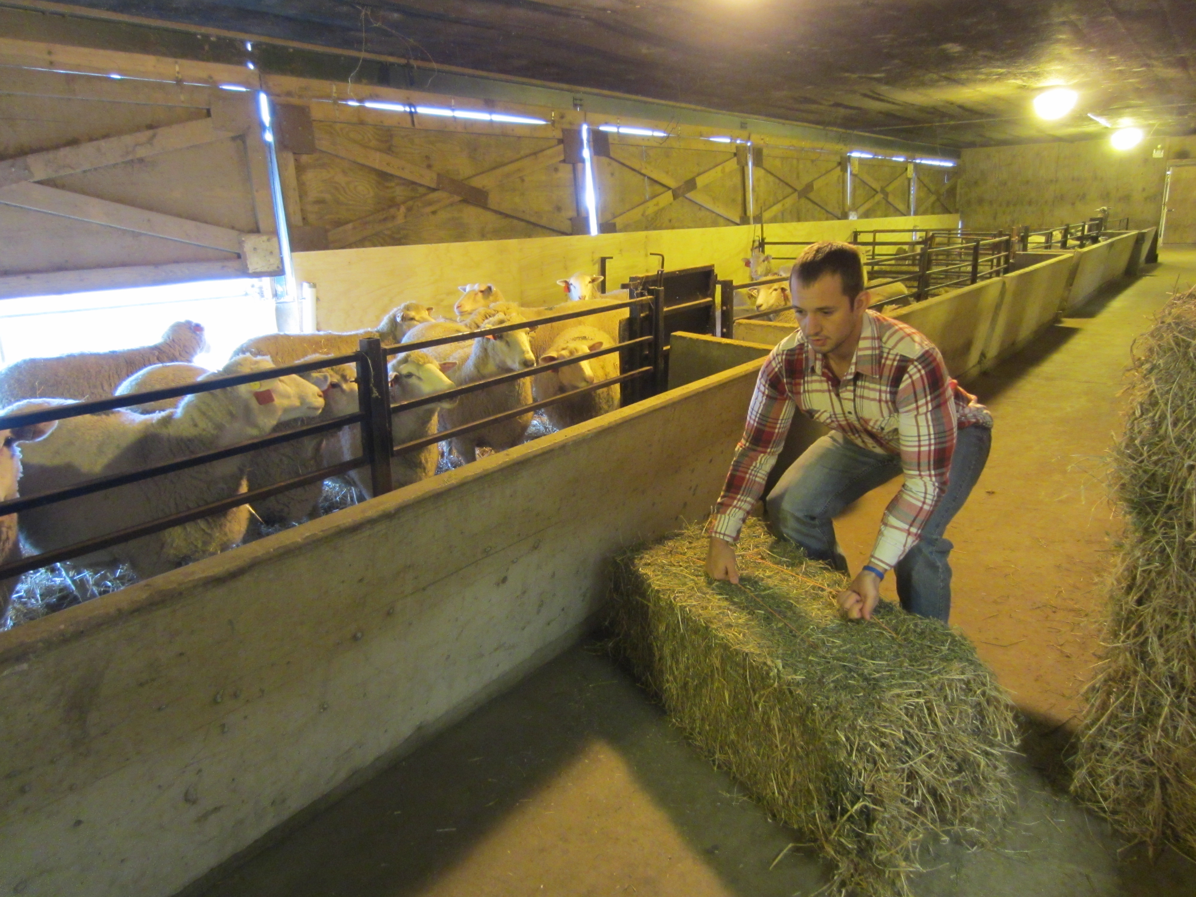 A man lifting a hay bale with proper lifting techniques