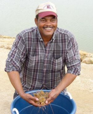 Joe Thompson smiling while lifting prawns from plastic tub