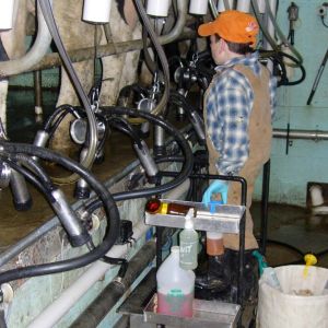 One of the Lehman brothers working in dairy parlor