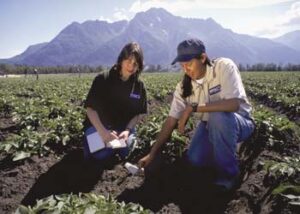 Two women kneeling in field inspecting low crops with large mountain in background