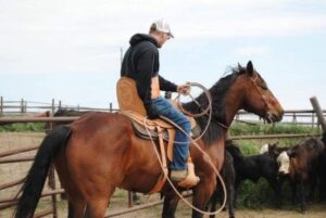 Rancher with paralysis herding cattle while using adaptive saddle