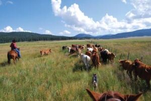 Cattle being herded along fence row with man on horseback at left and dog in foreground. Mountain range in background.