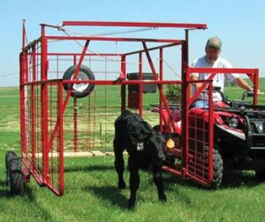 Calf Catcher cage on side of ATV with calf at front opening of catcher