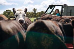 Carey Portell in utility vehicle checks cattle in foreground