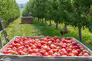 Scene from Washington apple orchard. Rows of apple trees on the left and right with large crate of picked, red apples in foreground and another crate in the distance.