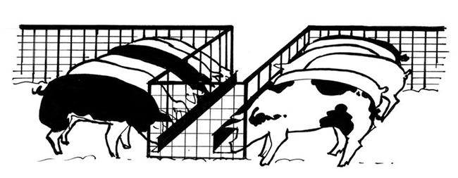 Drawing of pigs feeding through fencing system inserted into their pen